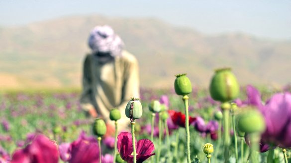 یک دهقان افغان در ۱۲ می ۲۰۲۵، حاصلات تریاک را از مزرعه کوکنار در حومه ولسوالی فیض‌آباد ولایت بدخشان بر می دارد. [عمر اکبر/ای اف پی]