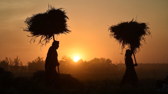 Afghan men carry bundles of barley across a field for threshing during sunset in the Chimtal district, Balkh province on May 13, 2026. [Atif ARYAN / AFP]